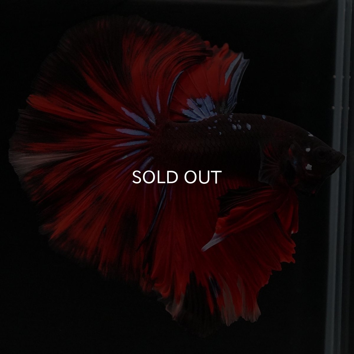 画像6: HM ブラックキャンディ 変わり柄 (6)