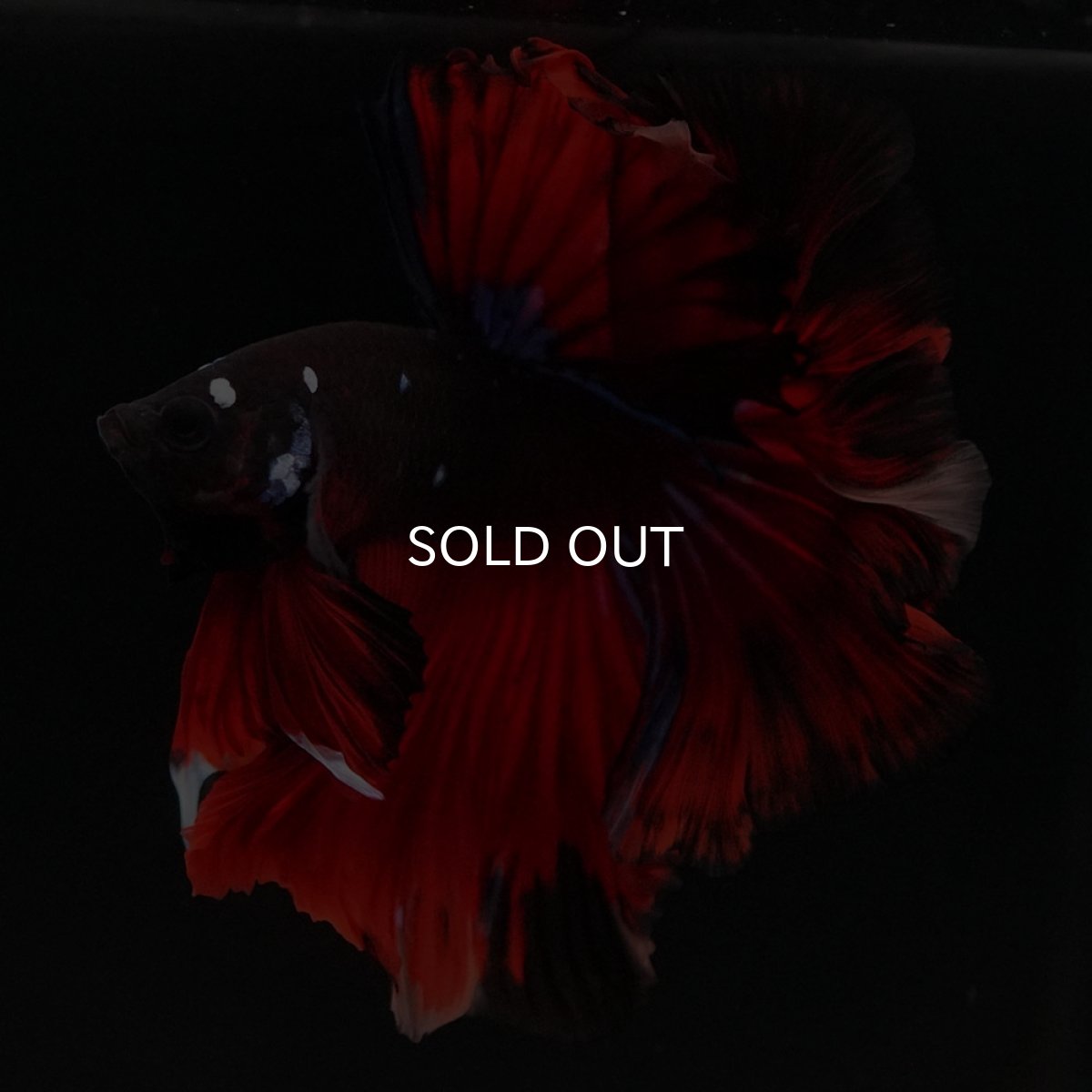 画像5: HM ブラックキャンディ 変わり柄 (5)