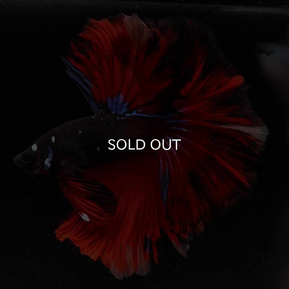 画像2: HM ブラックキャンディ 変わり柄 (2)