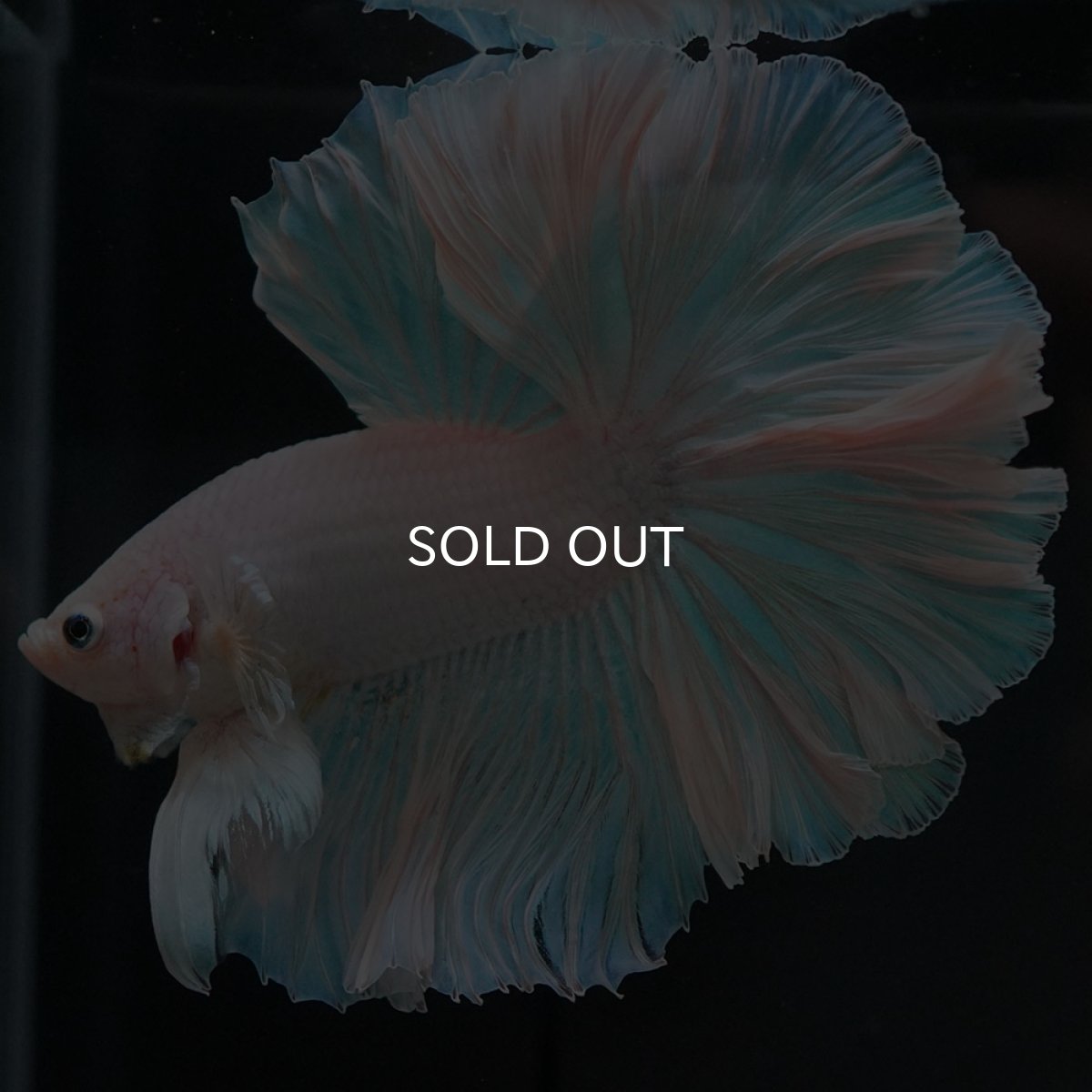 画像3: HM ホワイトファンシー (3)