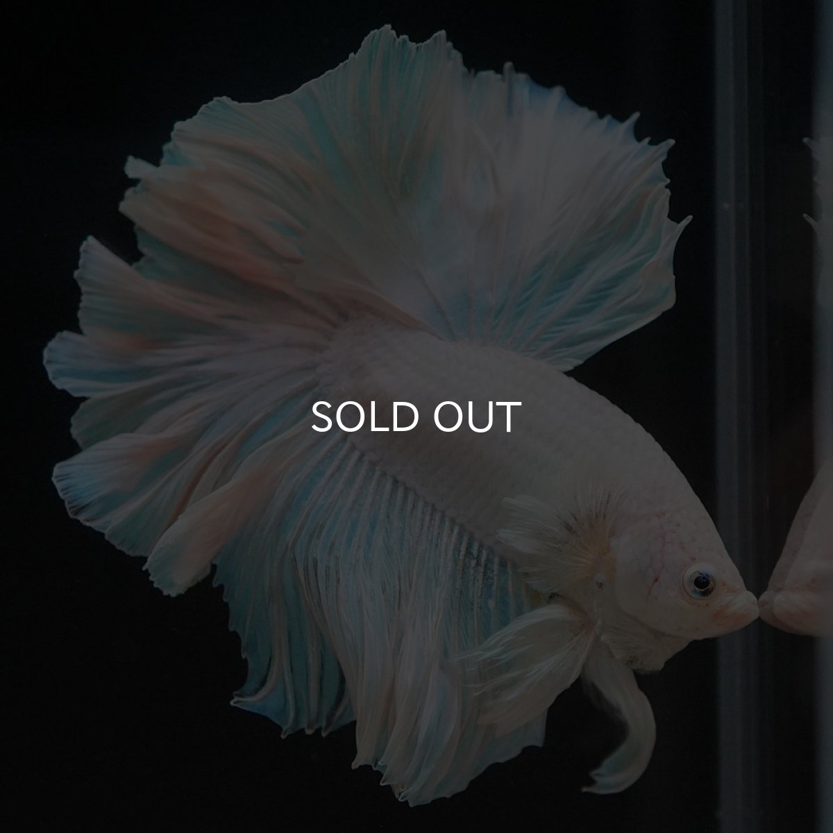 画像10: HM ホワイトファンシー (10)