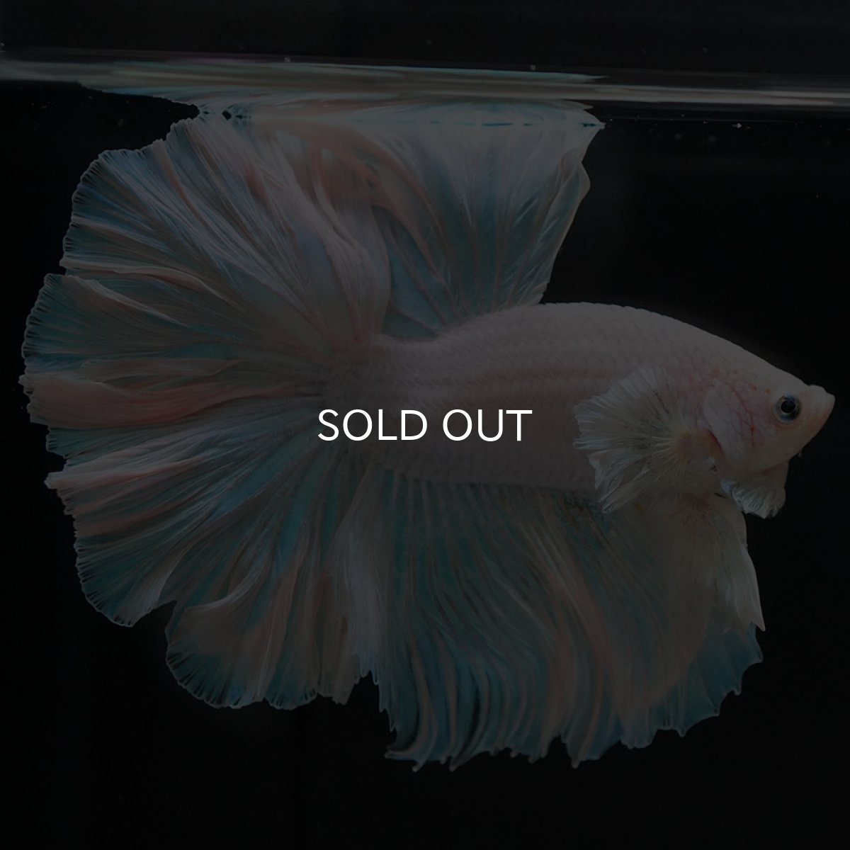 画像9: HM ホワイトファンシー (9)