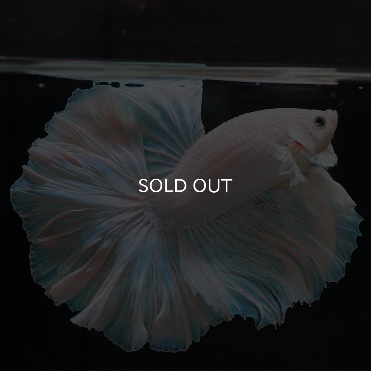 画像8: HM ホワイトファンシー (8)