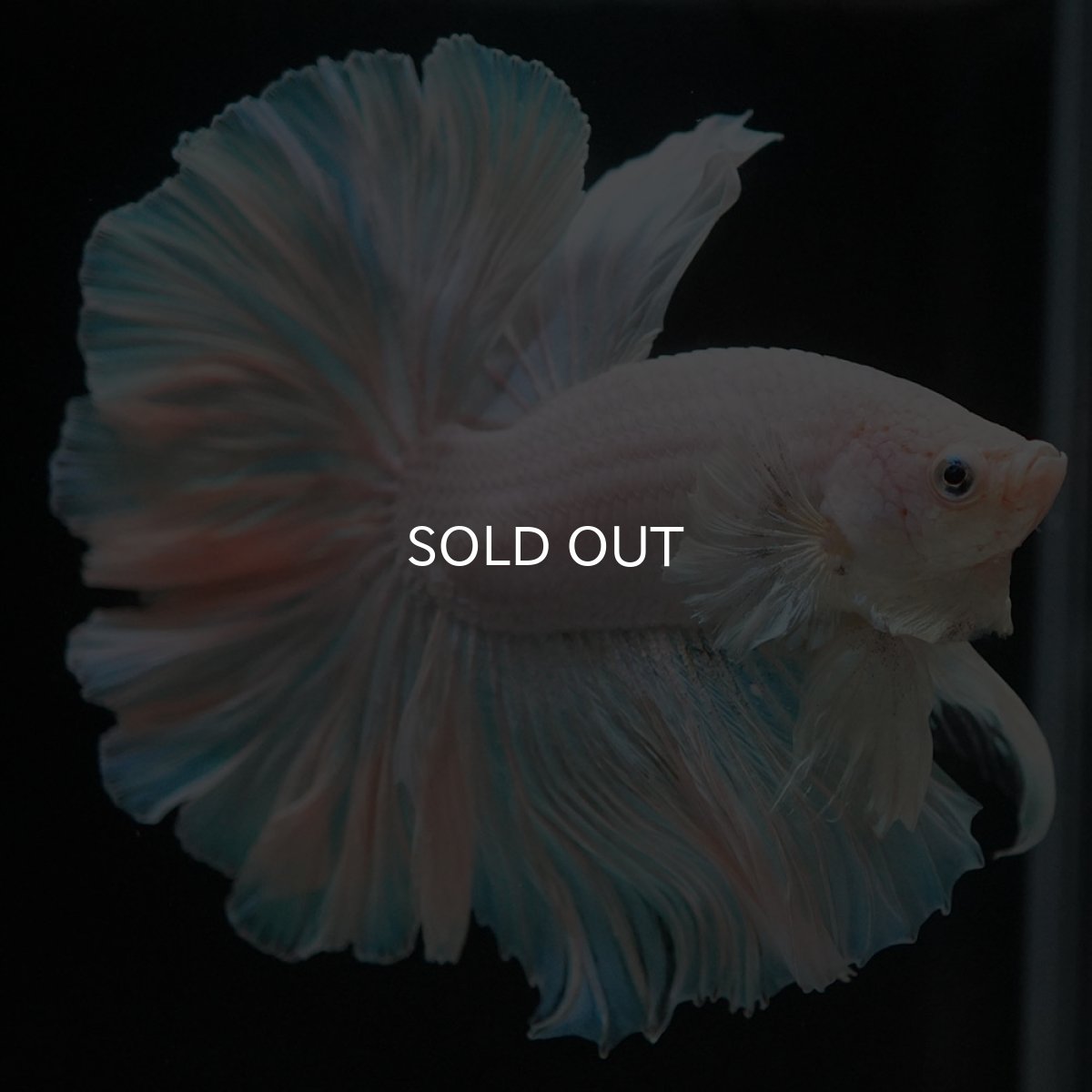 画像2: HM ホワイトファンシー (2)