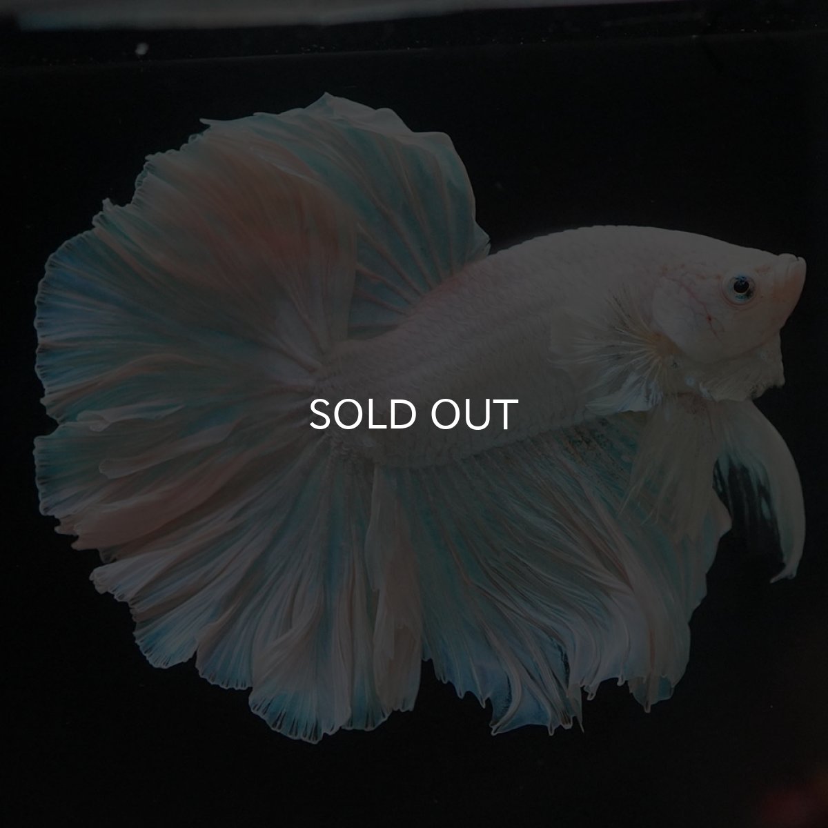 画像4: HM ホワイトファンシー (4)