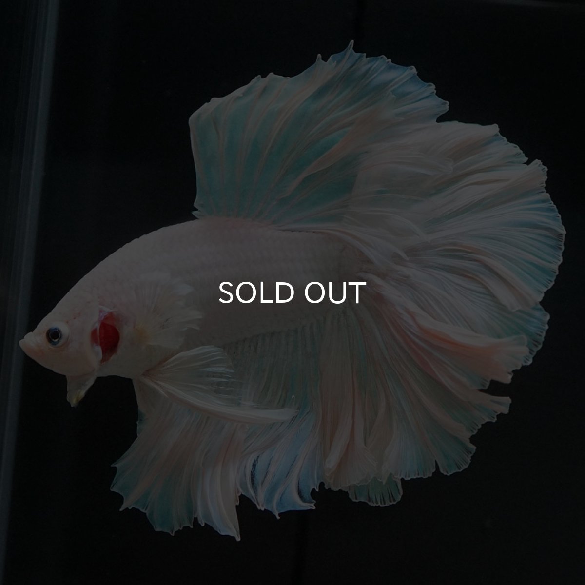 画像7: HM ホワイトファンシー (7)