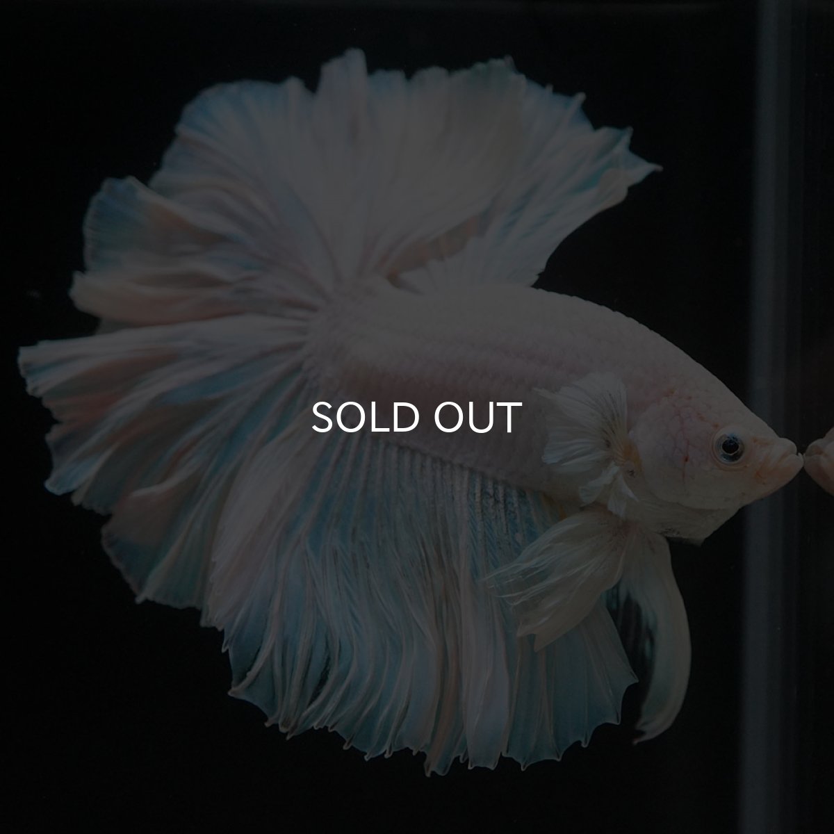 画像6: HM ホワイトファンシー (6)