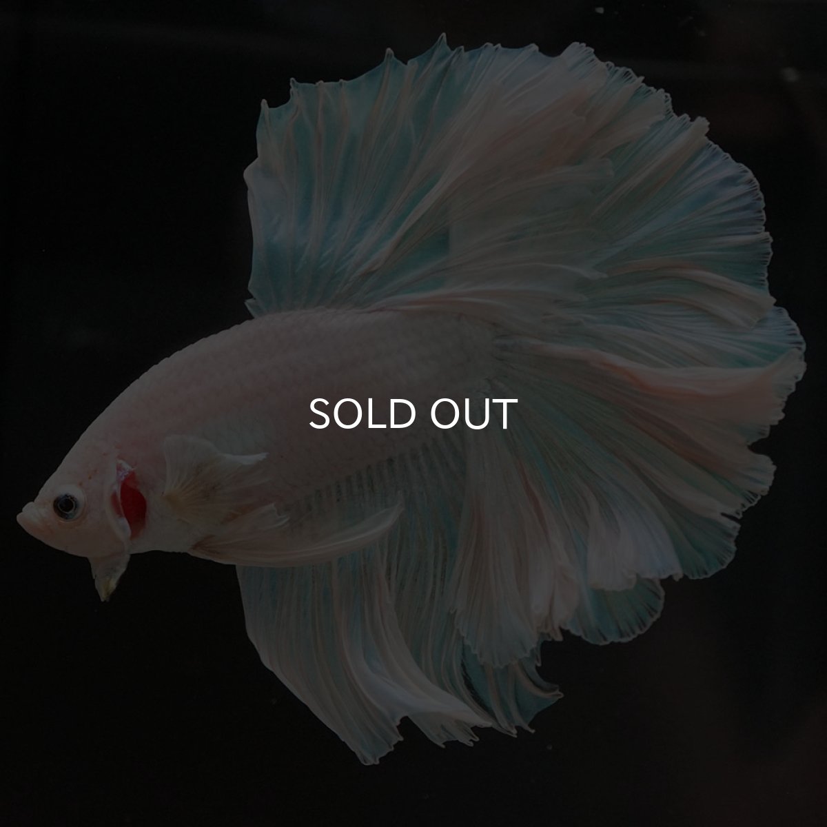 画像5: HM ホワイトファンシー (5)