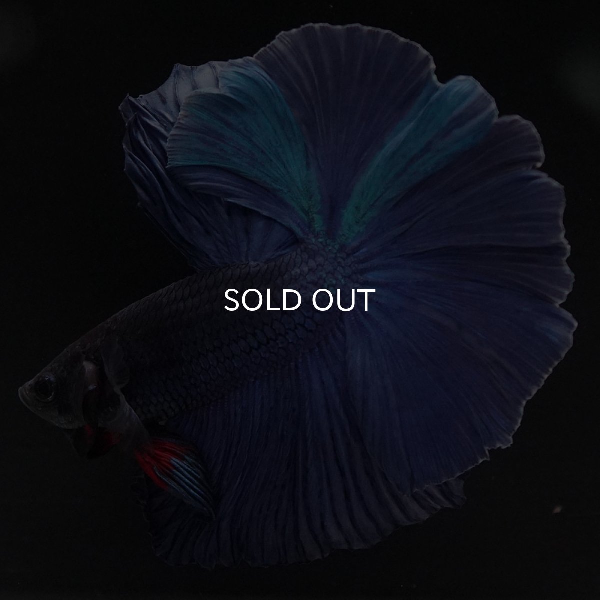 画像5: HM ブルー 変わり柄 (5)