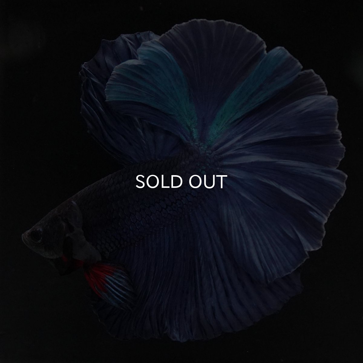 画像4: HM ブルー 変わり柄 (4)