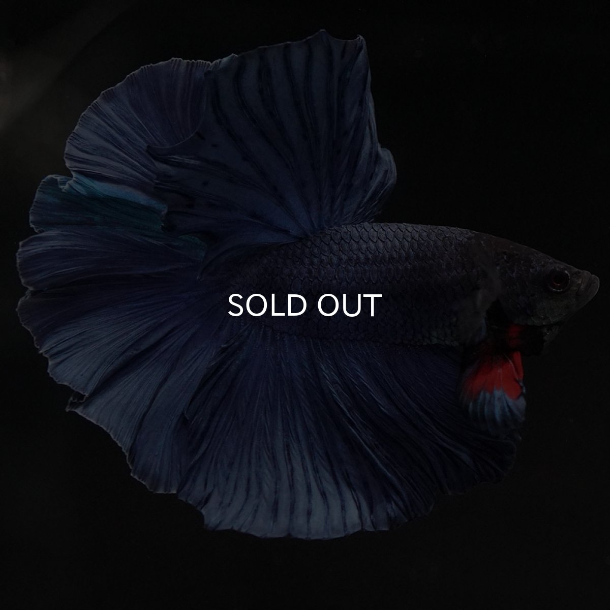 画像3: HM ブルー 変わり柄 (3)