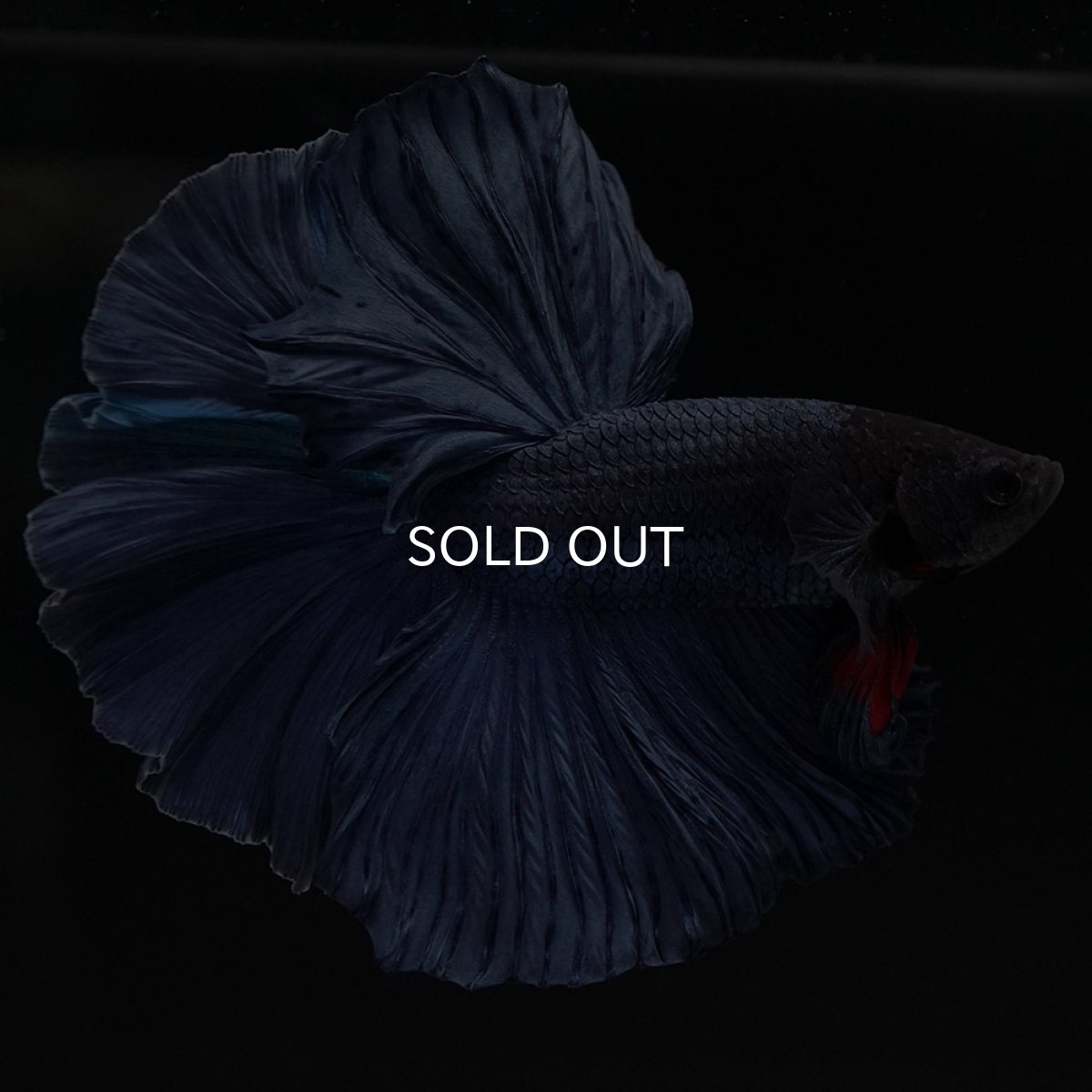 画像2: HM ブルー 変わり柄 (2)