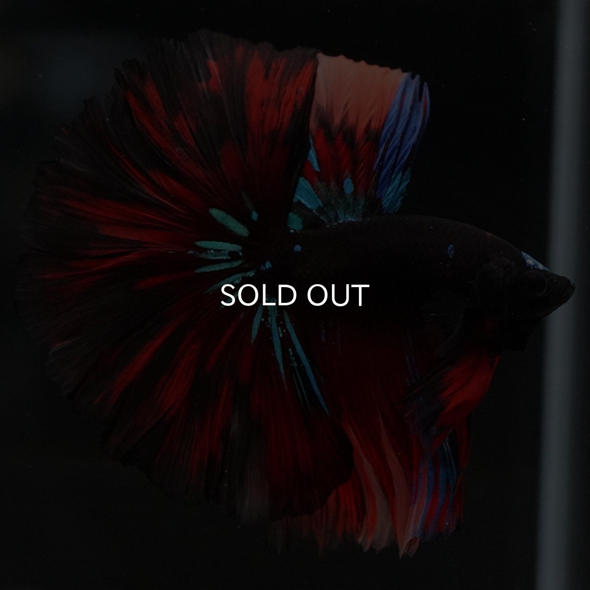 画像7: HM　ブラックキャンディ (7)