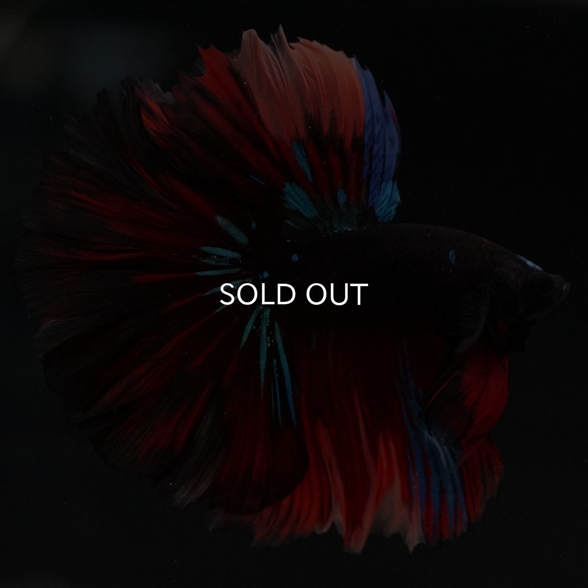 画像5: HM　ブラックキャンディ (5)