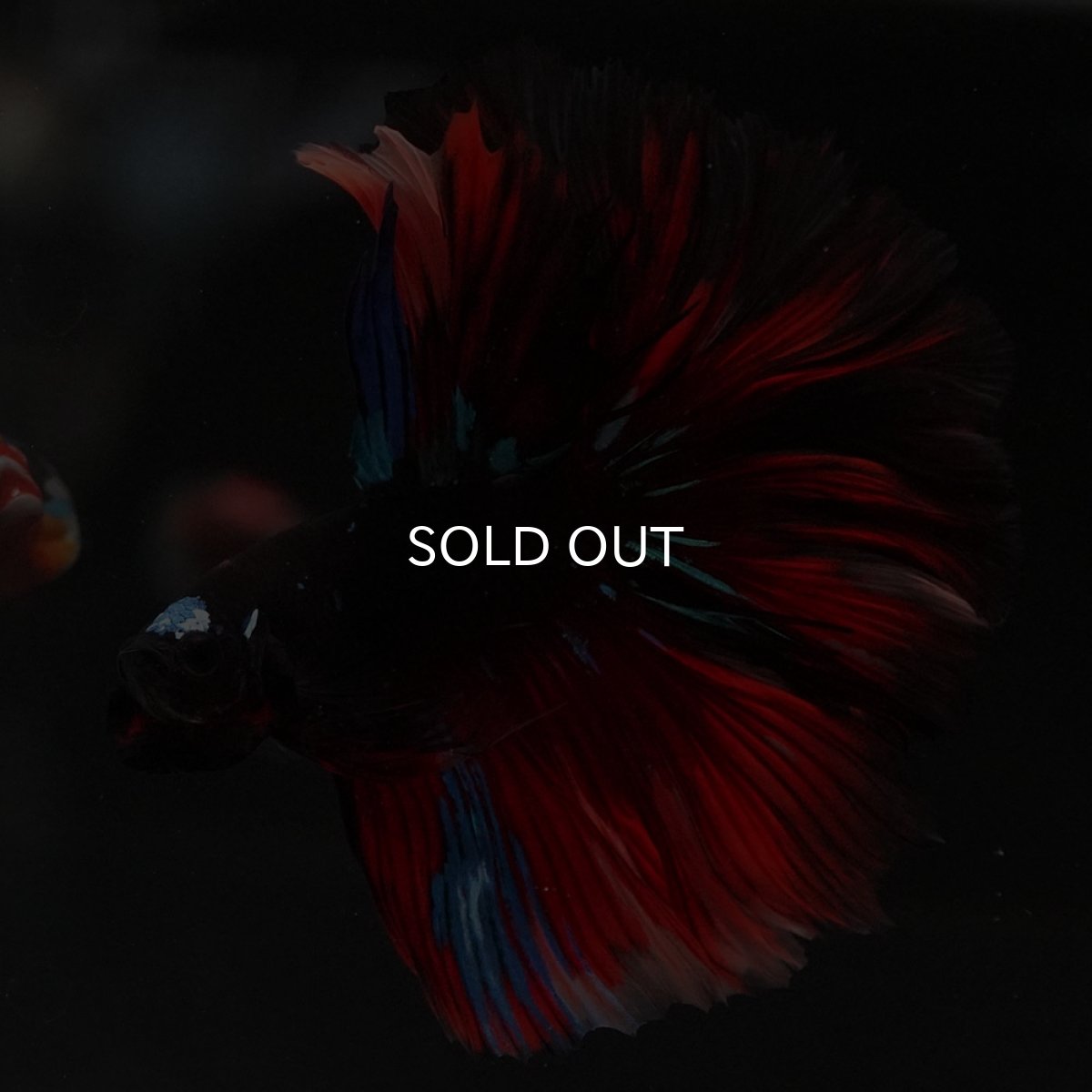 画像4: HM　ブラックキャンディ (4)