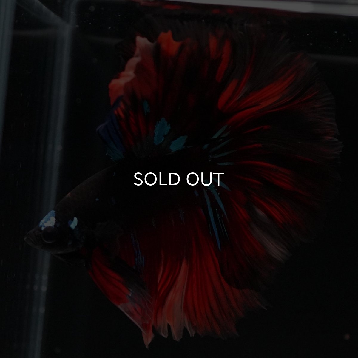 画像6: HM　ブラックキャンディ (6)