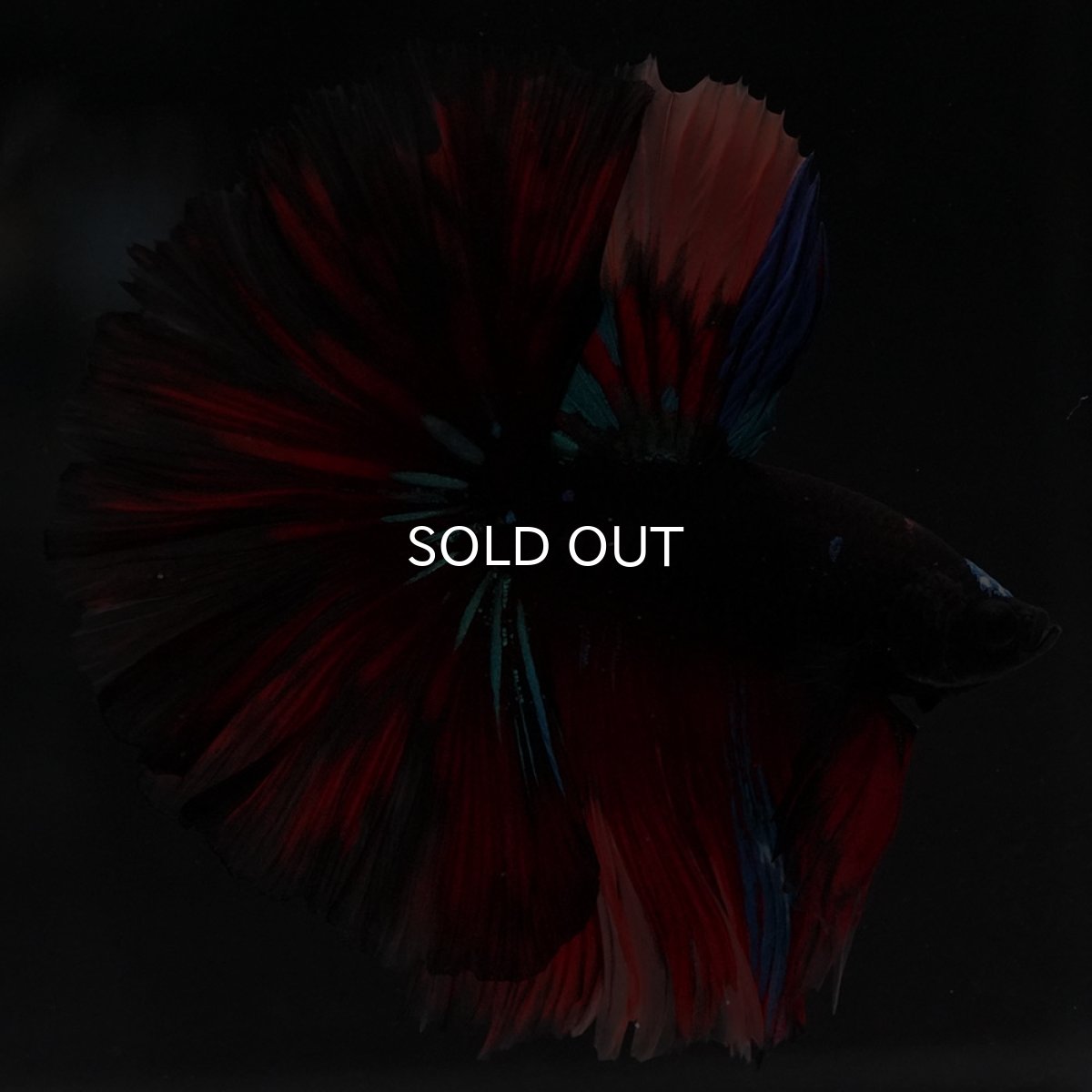 画像3: HM　ブラックキャンディ (3)