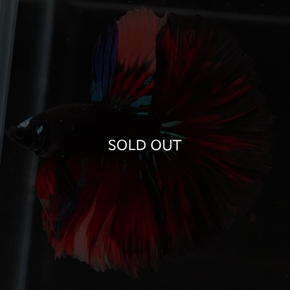 画像2: HM　ブラックキャンディ (2)