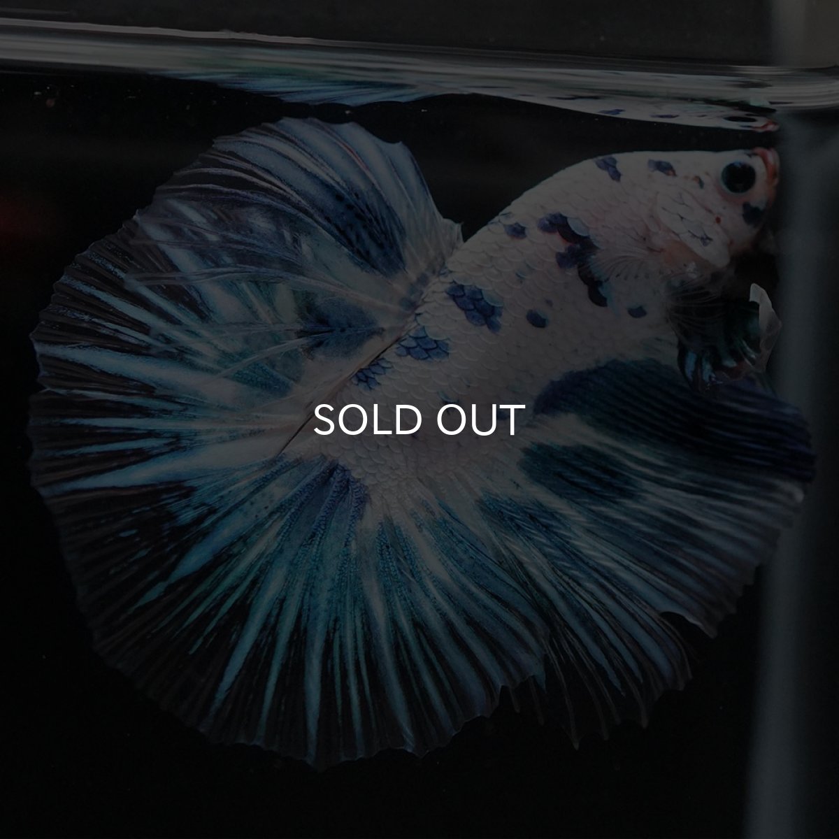 画像4: HM ホワイトブルーマーブル (4)