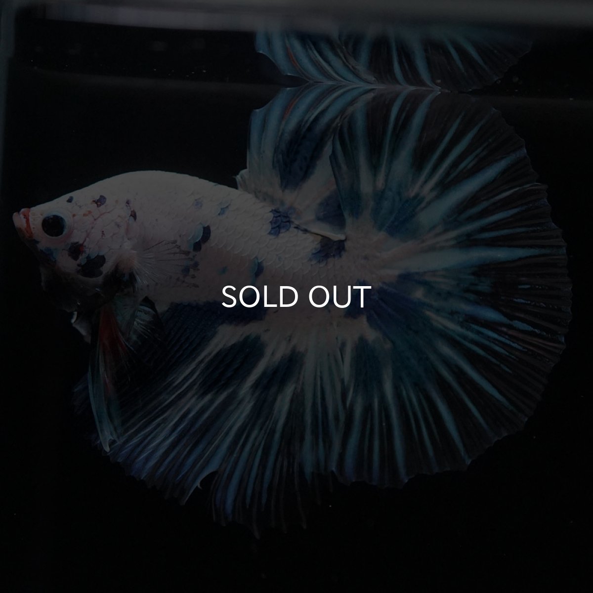 画像2: HM ホワイトブルーマーブル (2)