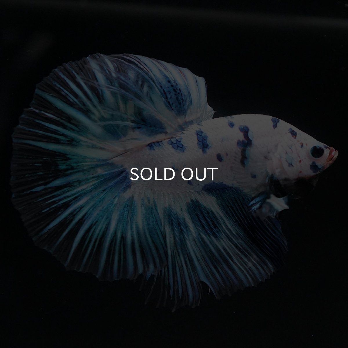 画像9: HM ホワイトブルーマーブル (9)