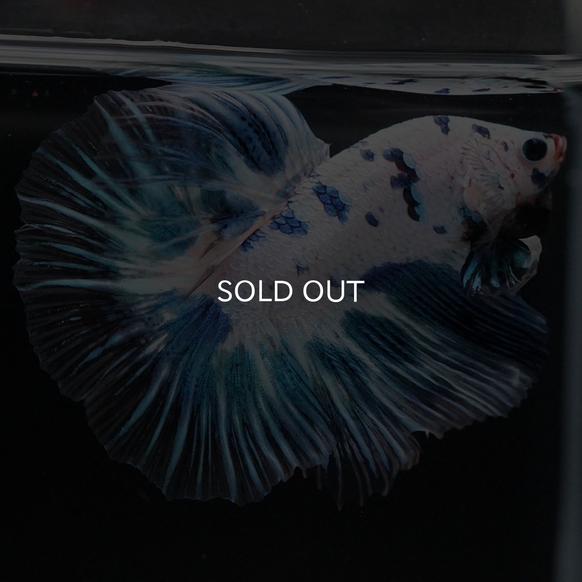 画像8: HM ホワイトブルーマーブル (8)