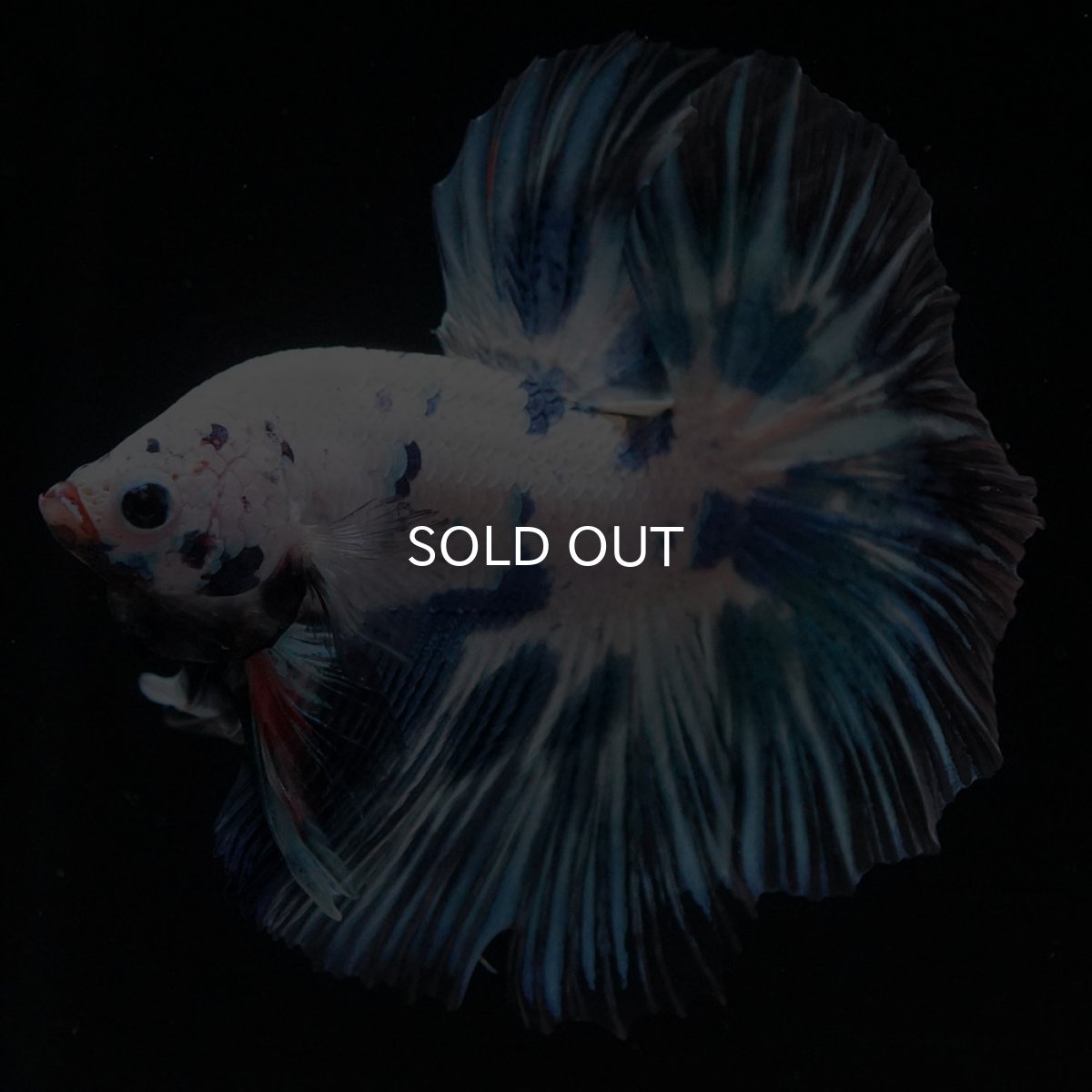 画像7: HM ホワイトブルーマーブル (7)