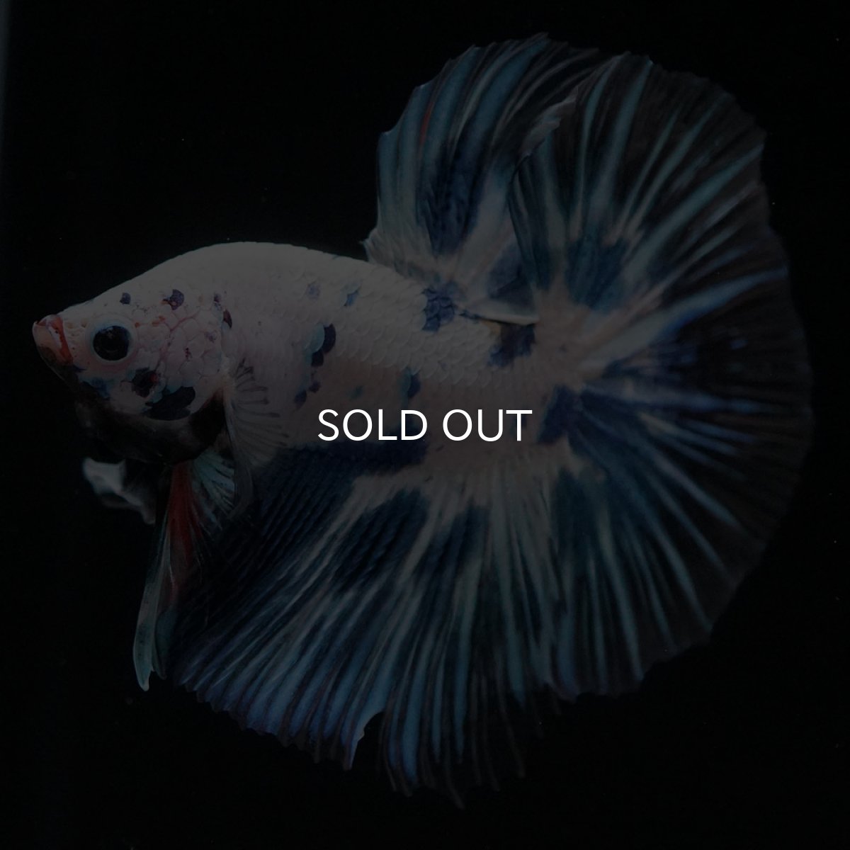 画像5: HM ホワイトブルーマーブル (5)