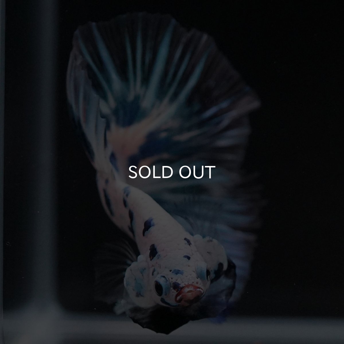 画像3: HM ホワイトブルーマーブル (3)