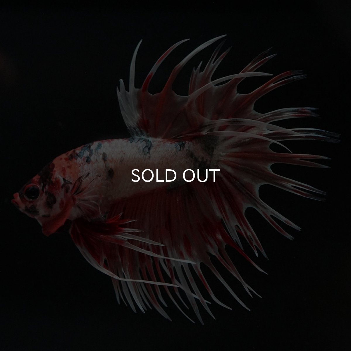 画像5: CT キャンディカッパー (5)