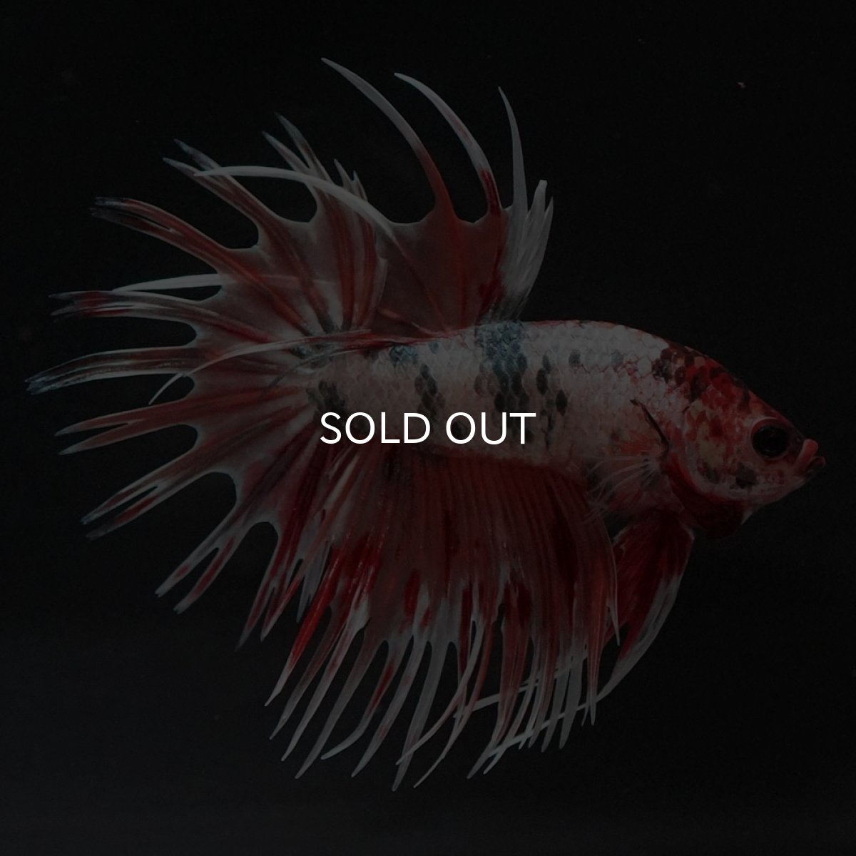 画像6: CT キャンディカッパー (6)