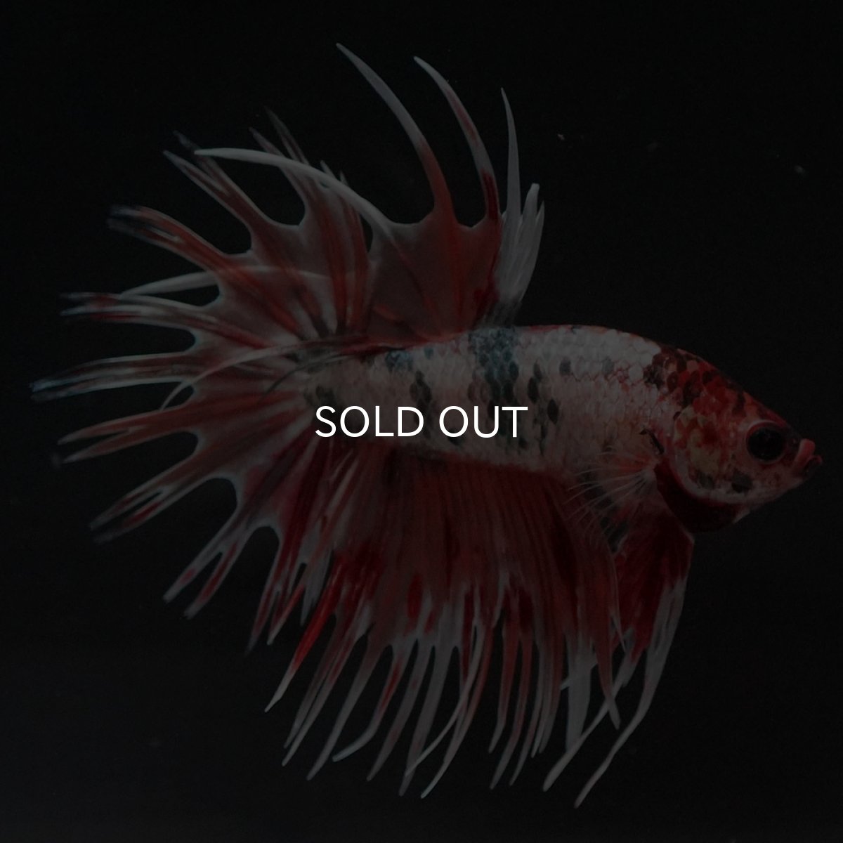 画像4: CT キャンディカッパー (4)