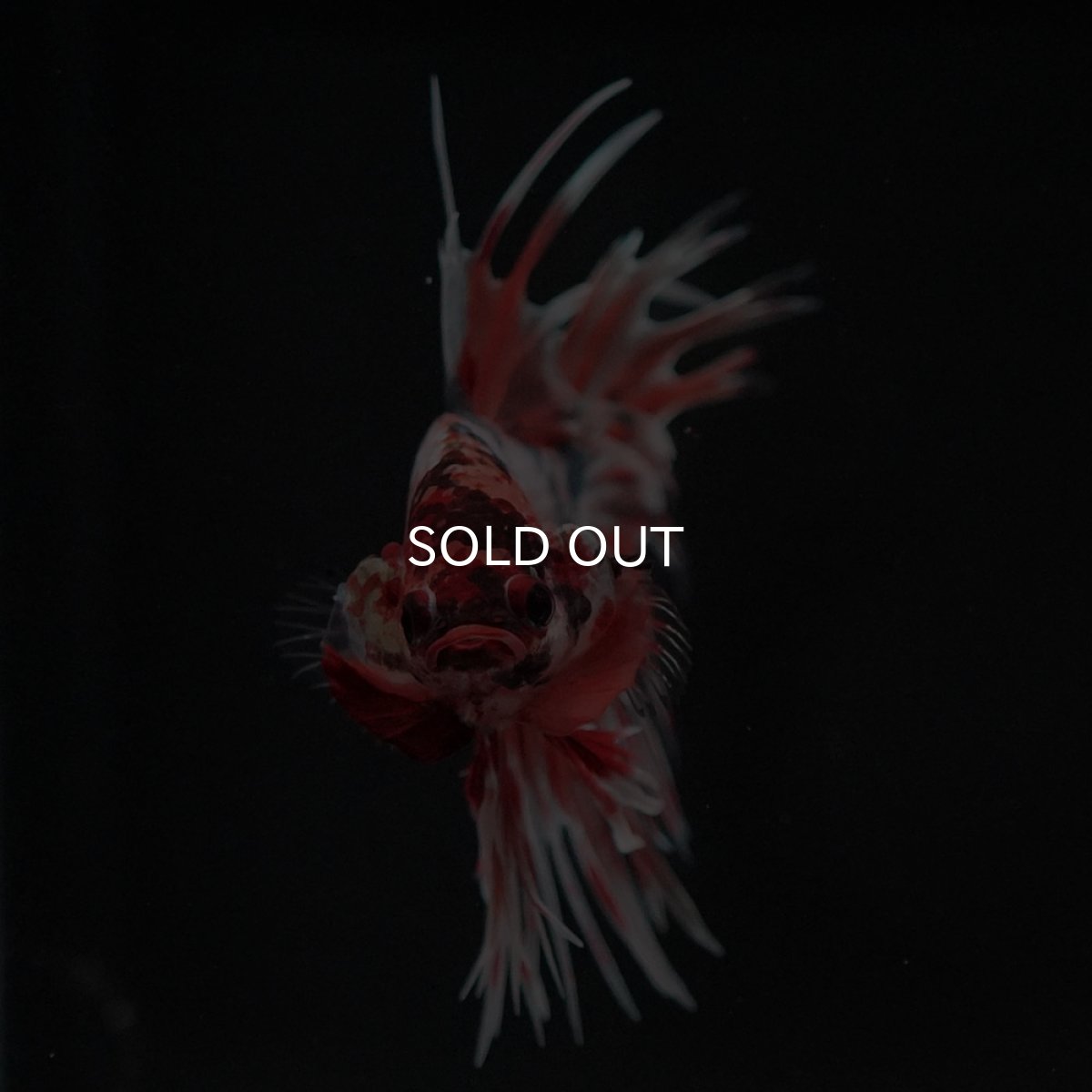 画像3: CT キャンディカッパー (3)