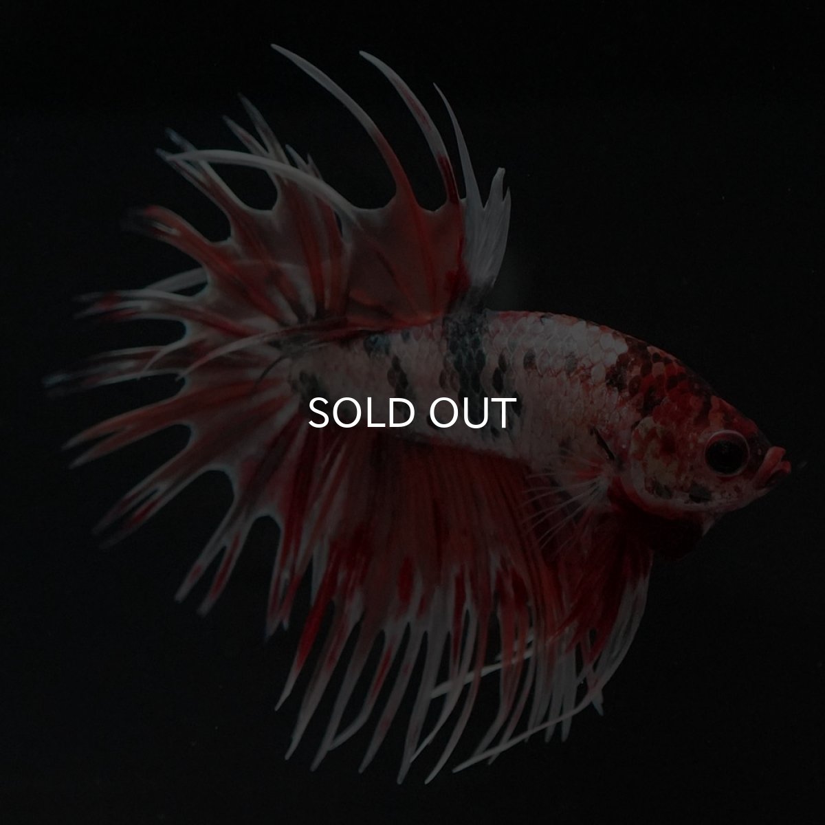 画像2: CT キャンディカッパー (2)