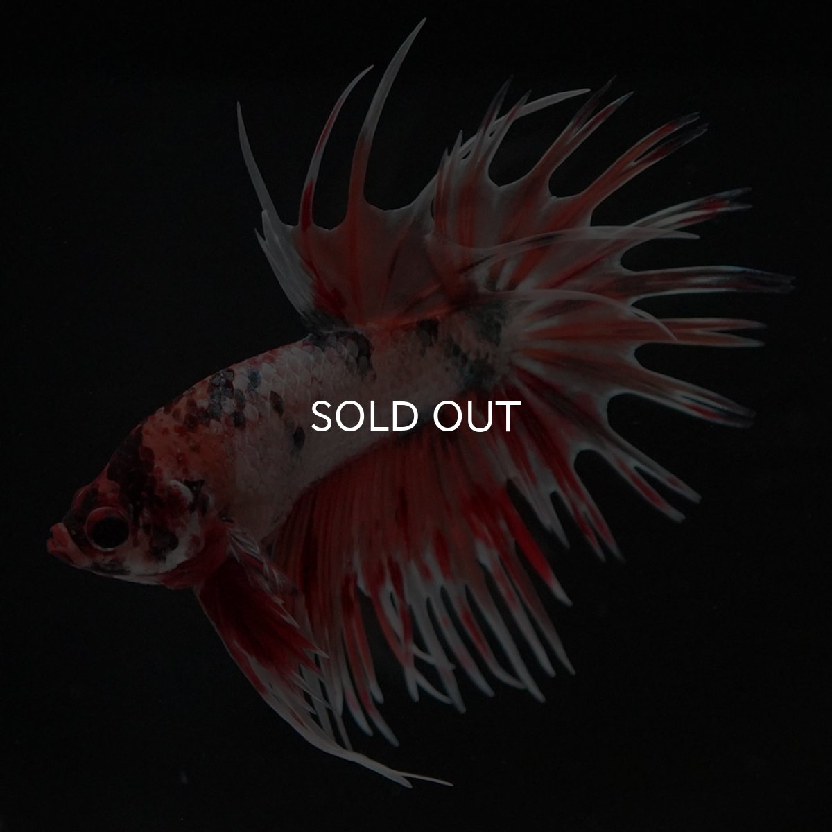 画像7: CT キャンディカッパー (7)