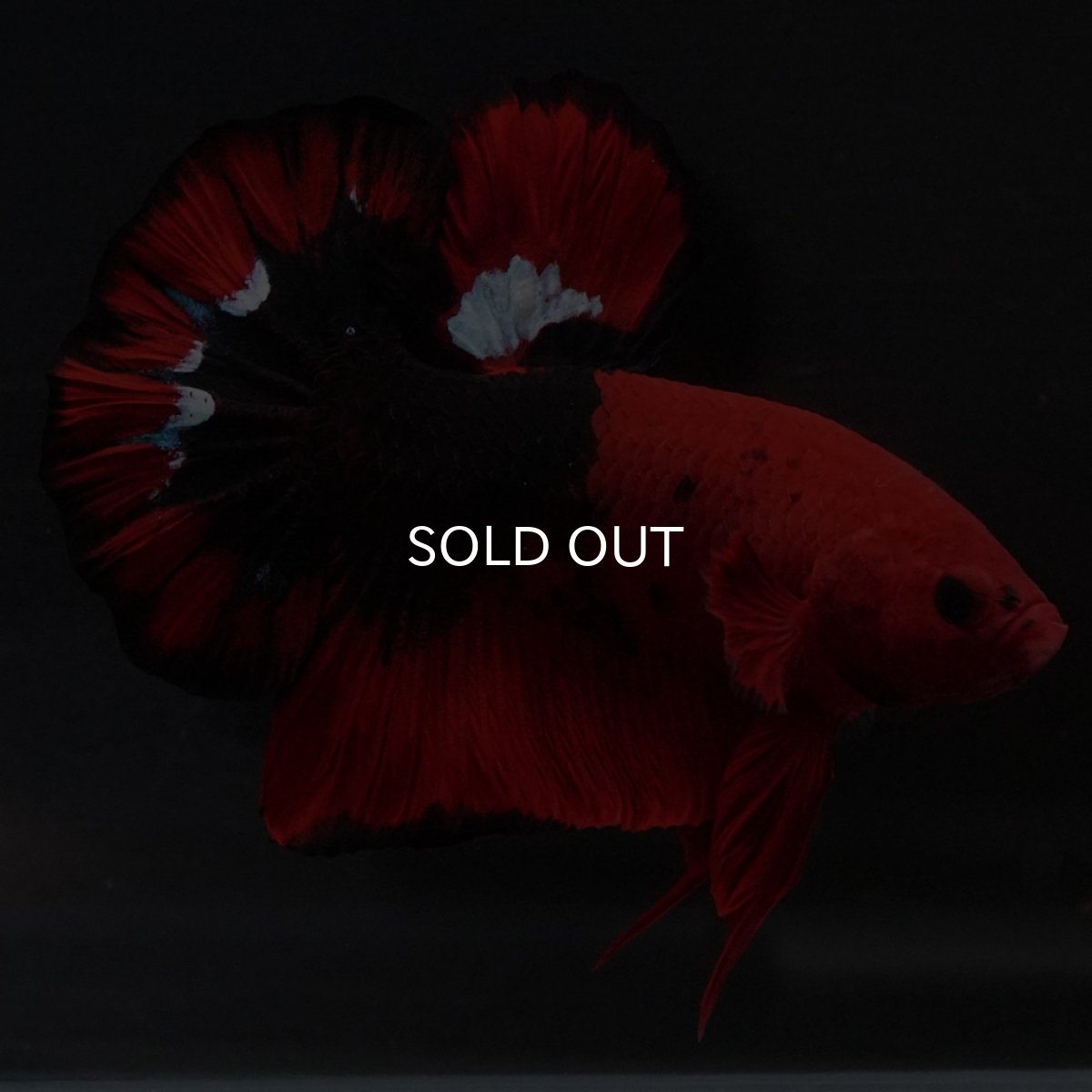 画像15: HMPK ヘルボーイ 変わり柄 (15)