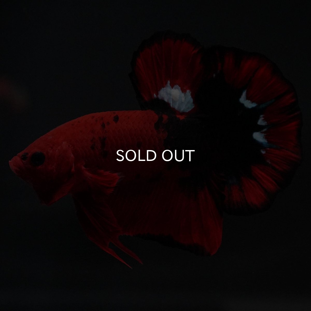 画像2: HMPK ヘルボーイ 変わり柄 (2)