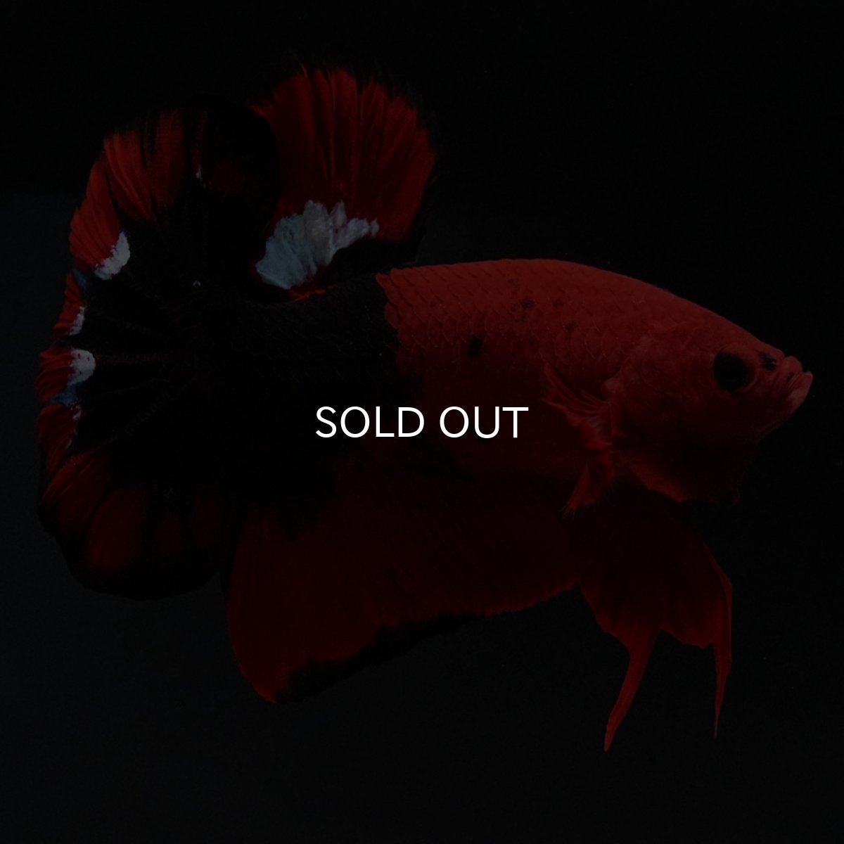 画像14: HMPK ヘルボーイ 変わり柄 (14)