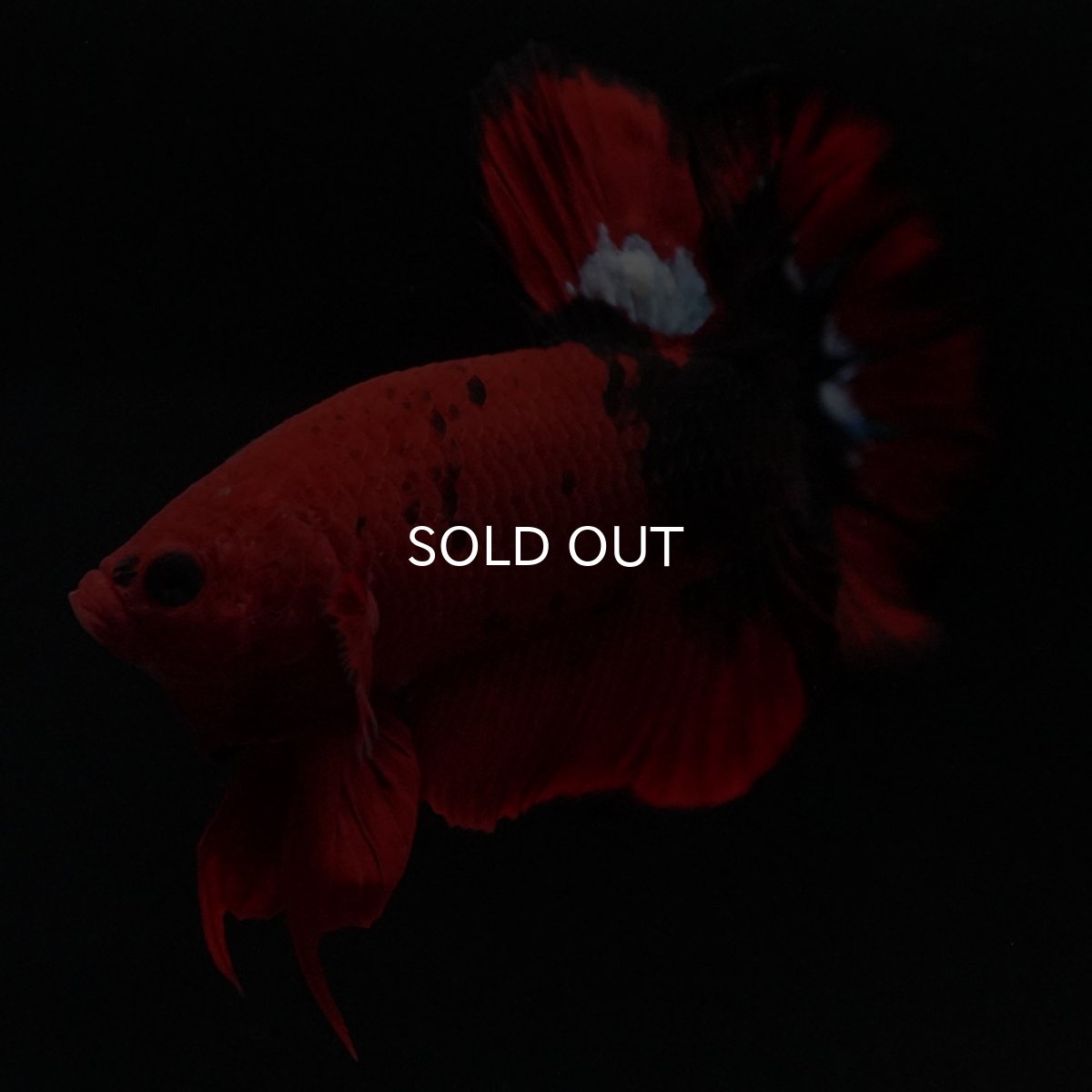 画像13: HMPK ヘルボーイ 変わり柄 (13)