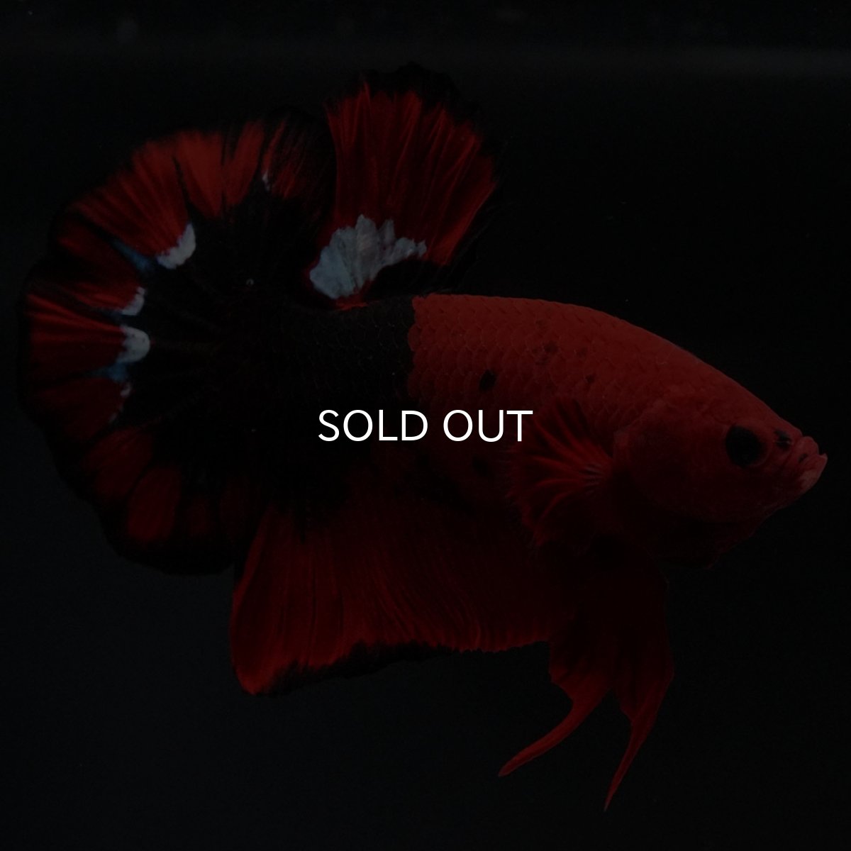 画像12: HMPK ヘルボーイ 変わり柄 (12)