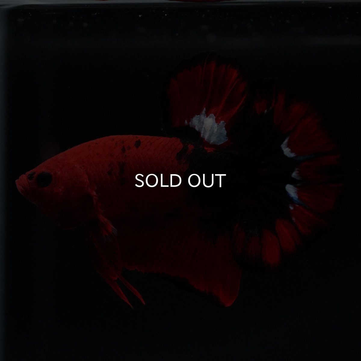 画像11: HMPK ヘルボーイ 変わり柄 (11)