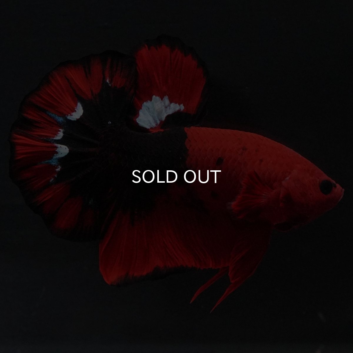 画像10: HMPK ヘルボーイ 変わり柄 (10)