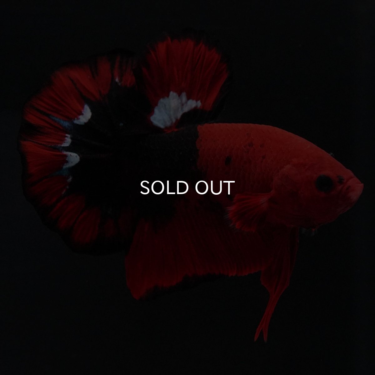 画像8: HMPK ヘルボーイ 変わり柄 (8)