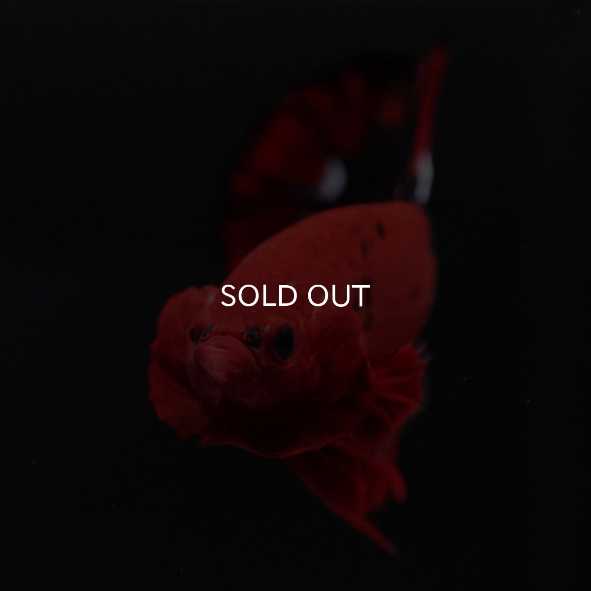 画像3: HMPK ヘルボーイ 変わり柄 (3)