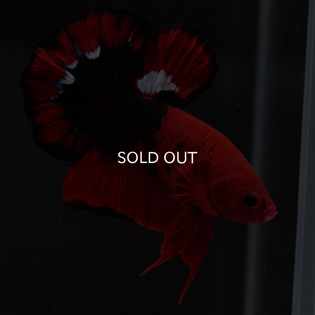 画像6: HMPK ヘルボーイ 変わり柄 (6)