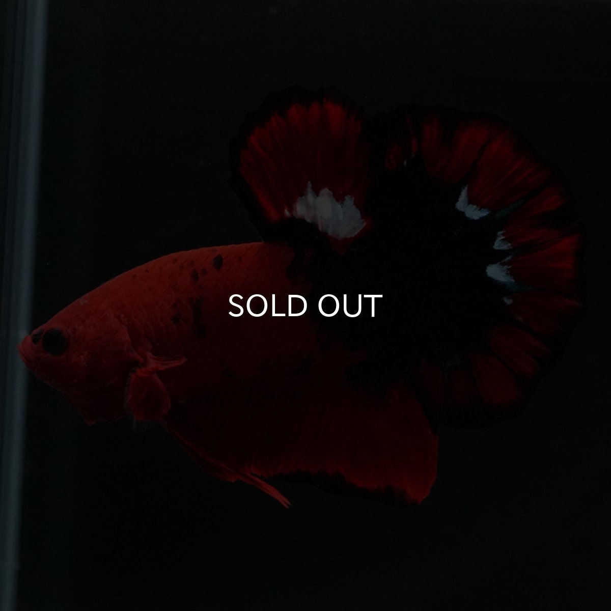 画像7: HMPK ヘルボーイ 変わり柄 (7)