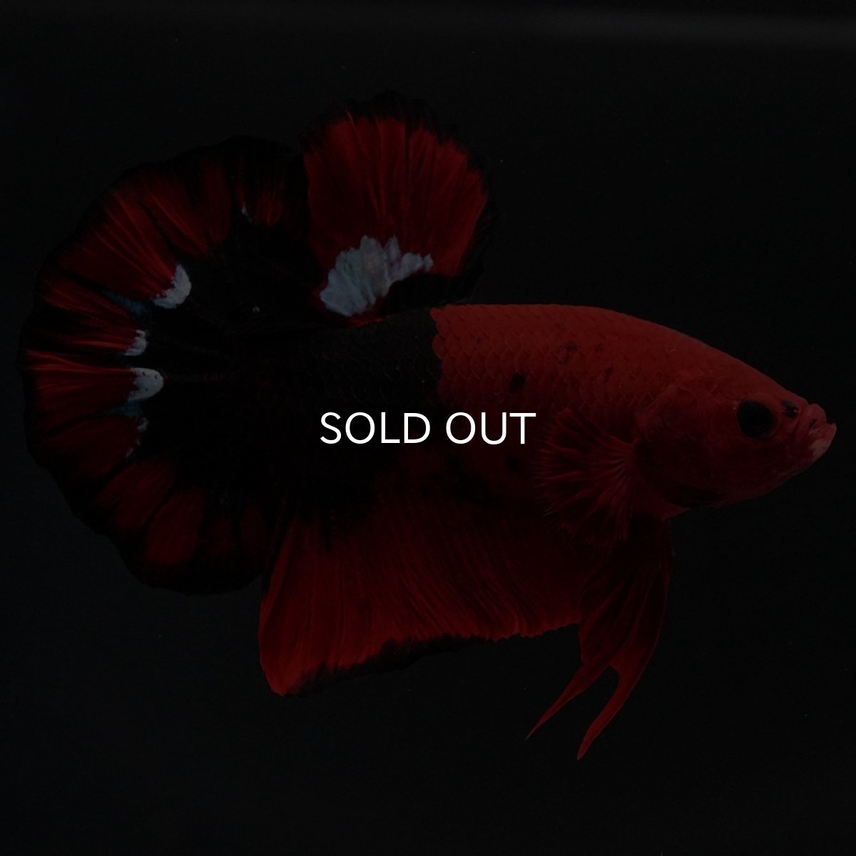 画像4: HMPK ヘルボーイ 変わり柄 (4)