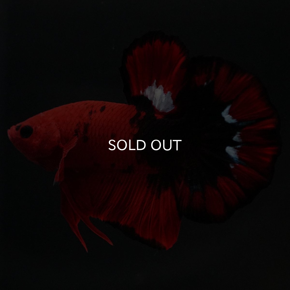 画像5: HMPK ヘルボーイ 変わり柄 (5)