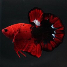 画像5: HMPK　ヘルボーイ　変わり柄 (5)