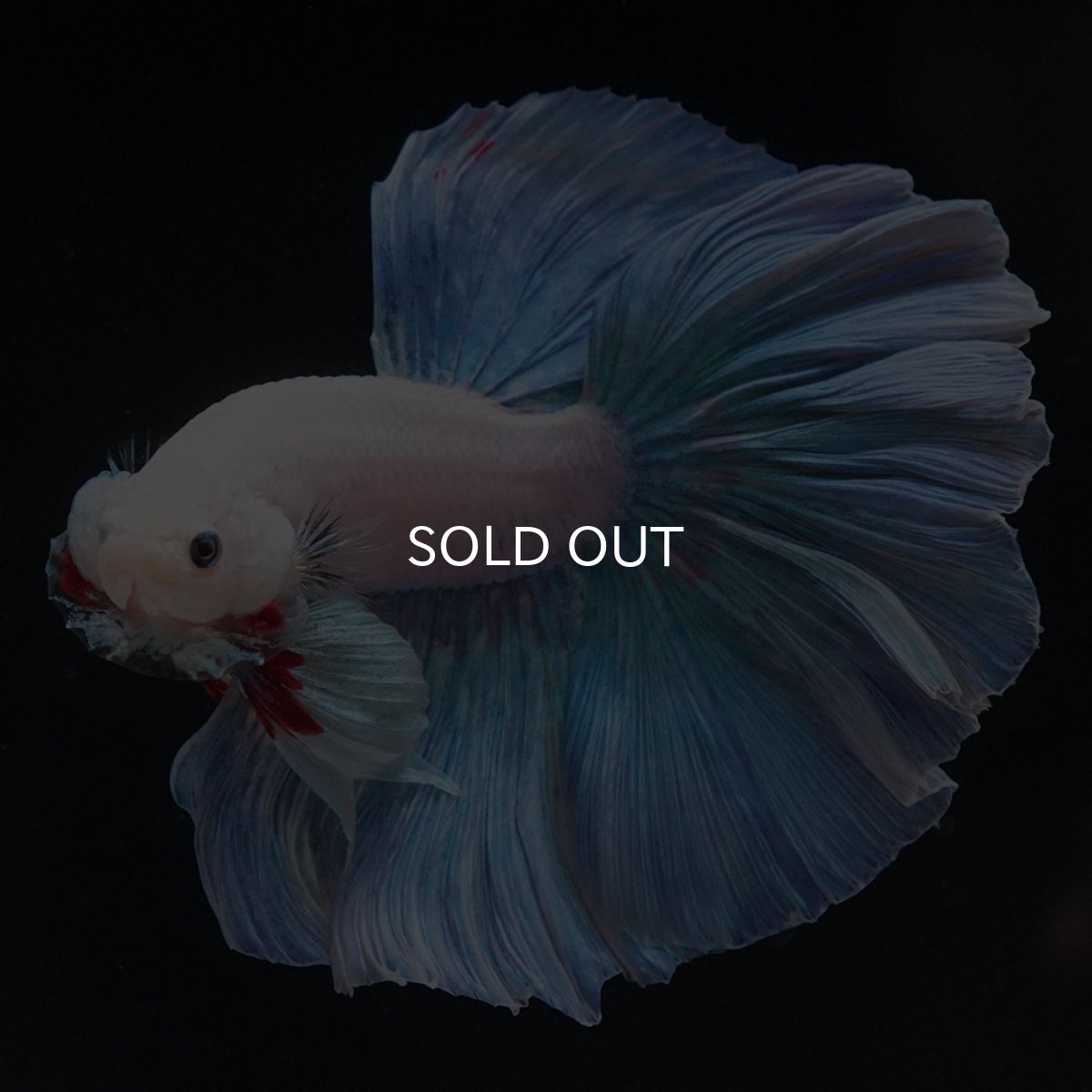 画像6: HM ホワイトファンシー (6)